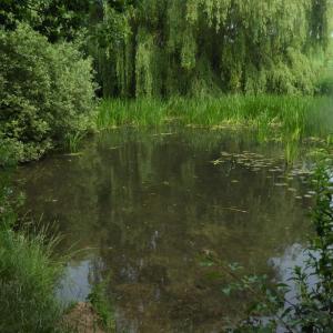 Lily Pond Walk point 10 2