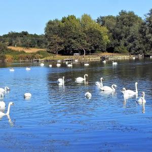 Swan Lake 